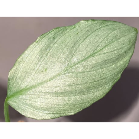 Homalomena sp. "緑銀" from West Java [KZT]