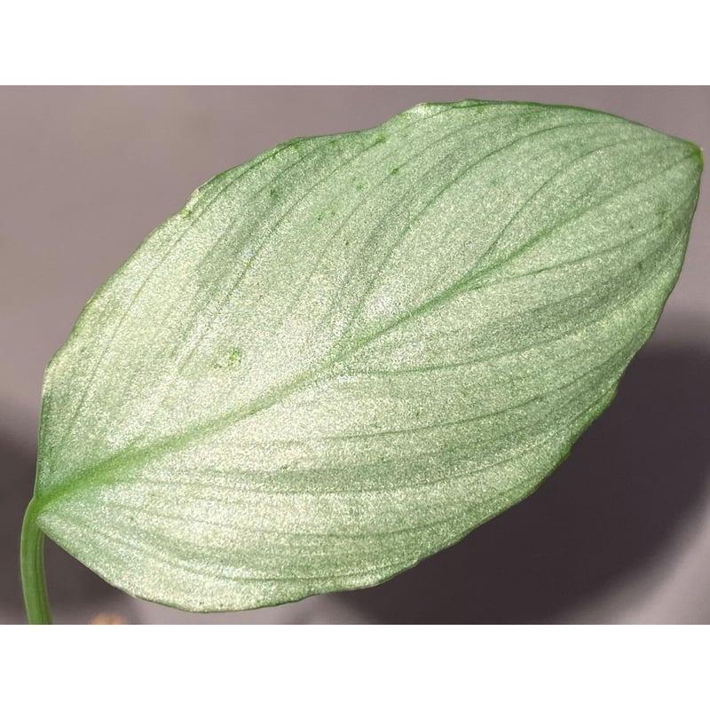 Homalomena sp. Homalomena sp.