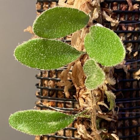 Pyrrosia nummularifolia from Santa Fe Luzon Philippines [KSB]
