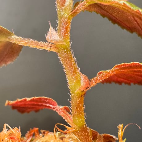 Begonia sp. from Kapuas hulu West Kalimantan