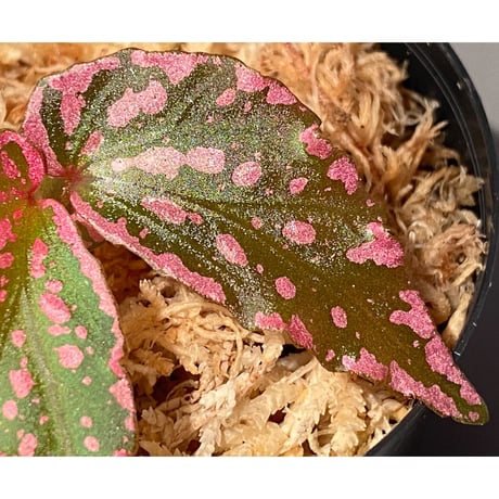 Begonia sp. "Crazy pink" from Lampung sumatera [LA1118-03]