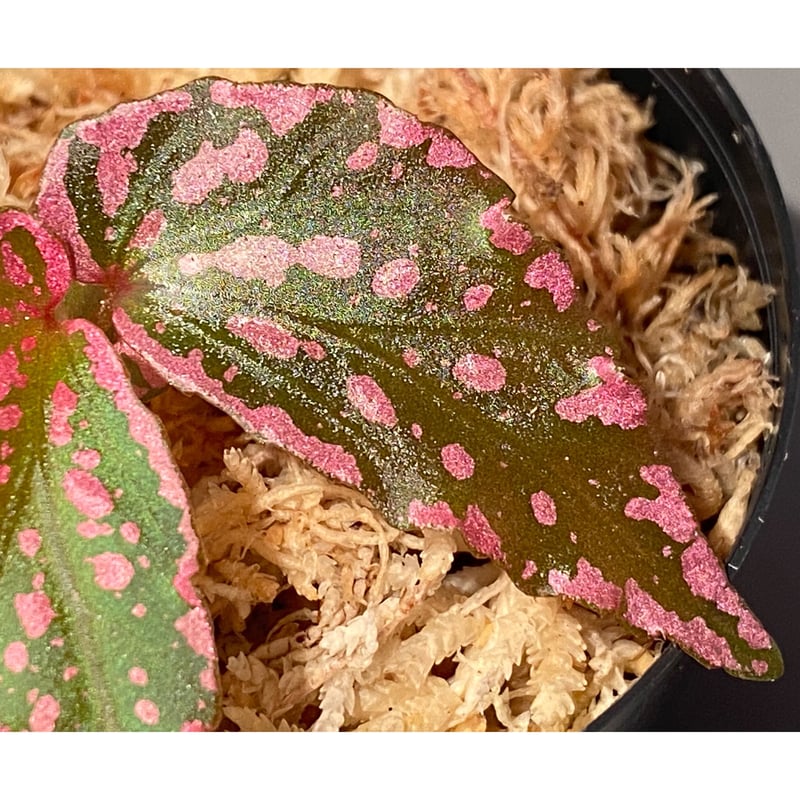 専用❣️ 特選Begonia ６点 ベゴニア セラティペタラ❣️Begonia Serratipetala 原種ベゴニア