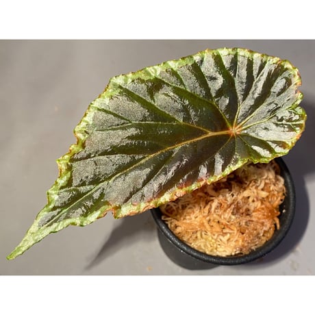 Begonia cf. baramensis