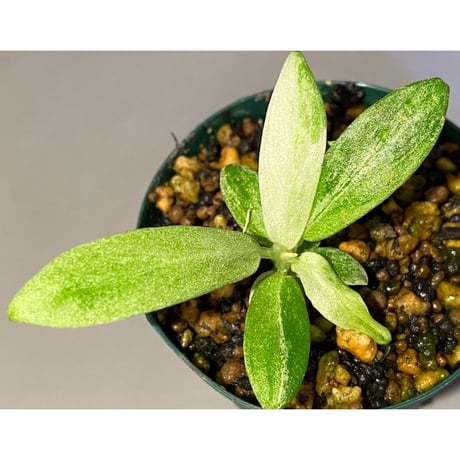 Schismatoglottis sp. "初霜錦" from Murung raya [LA0515-05]