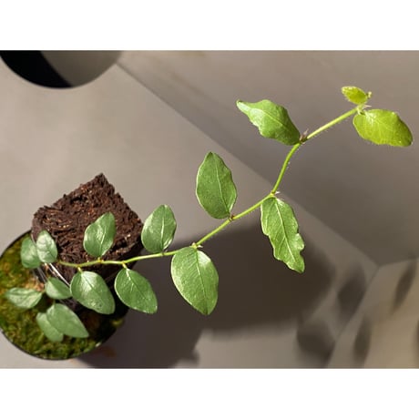 Ficus sp. from Murung raya [LA0515-05]