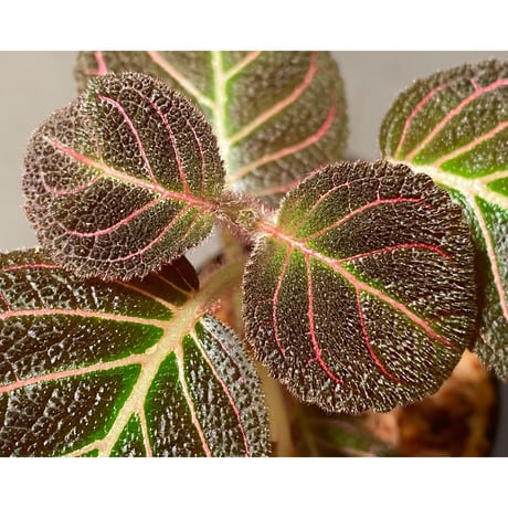 Pearcea hypocyrtiflora from Rio Napo Ecuador [tanakay] 赤葉脈