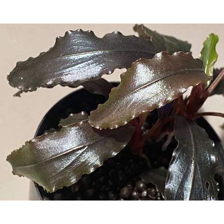(2芽立ち) Bucephalandra sp. "Kualakuyan Type2"