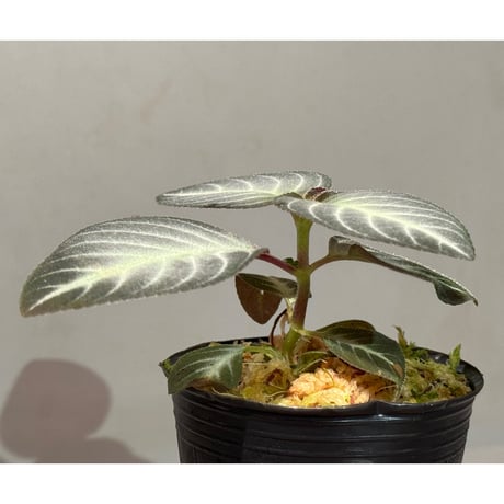 Gesneriaceae gen. from Kalimantan Barat