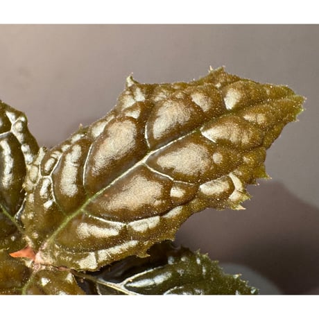 Ardisia sp. from Bengkulu [LA0315-1]
