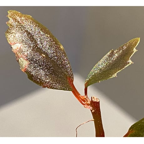 Begonia sp. from Julau [R1214-01b]