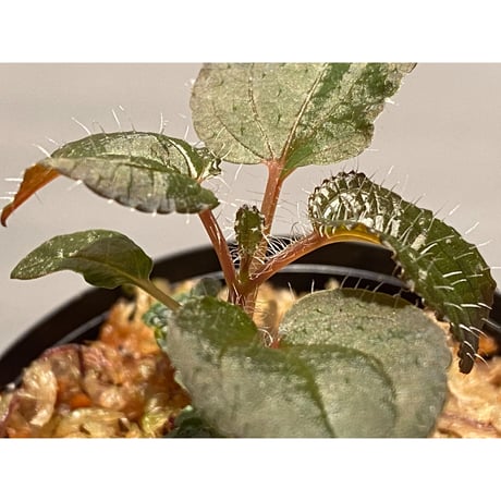 Phyllagathis sp. from Cao Bang Viet Nam [R1217-02]