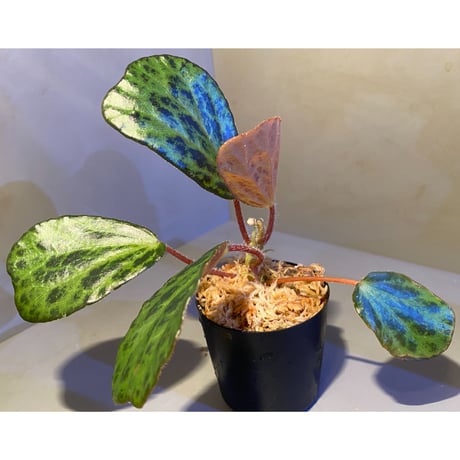 Begonia blancii