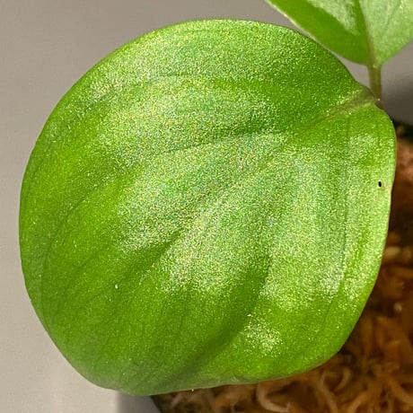 Homalomena sp. 赤A from Sepuluh Koto [TK061117-wf1] KZT