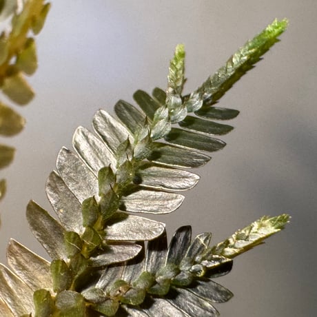 Selaginella sp. from Kapuas hulu West Kalimantan