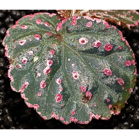 Begonia sp. from Saripoi [LA0813-2]