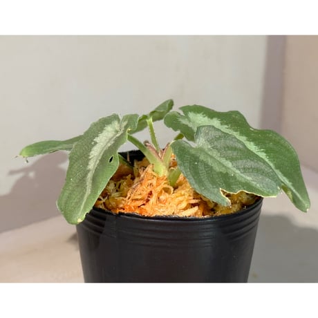 Schismatoglottis puberulipes