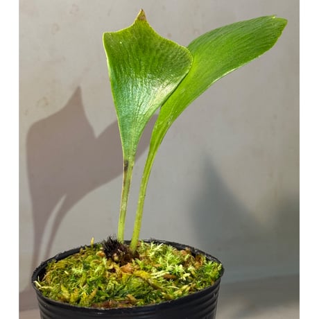 Antrophyum sp. from Aceh sumatera (Mサイズ) ①