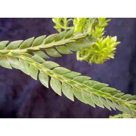 Phlegmariurus phlegmarioides Aimas, Sorong, West Papua 伊藤蟻植物農園