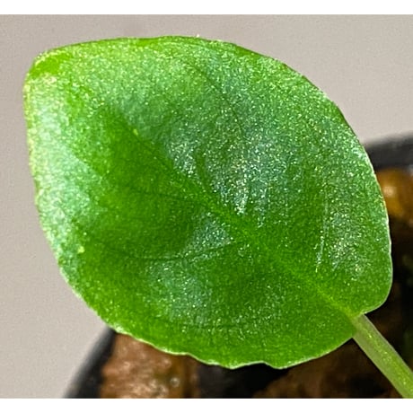 Schismatoglottis sp. from Bau Sarawak