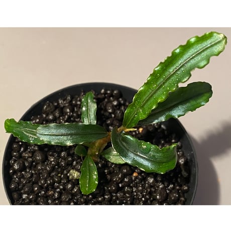 Bucephalandra sp. "MEDUSA"