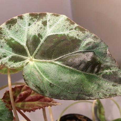 Begonia burkilli from Republic of India
