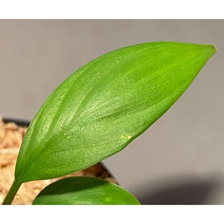Homalomena sp. from Kuala Balah [TK270316]