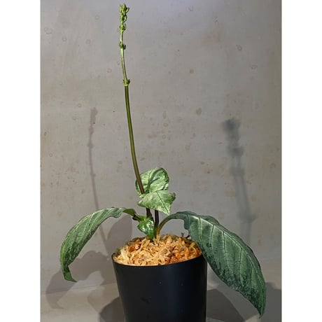 Gymnostachyum sp. "type C" from Aceh Selatan [HW0816-02]