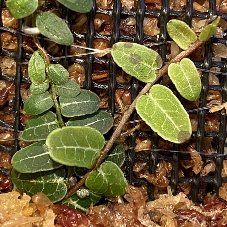 Marcgravia umbellata