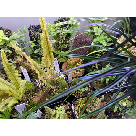 Teratophyllum aculeatum from Nanga pinoh [TB]