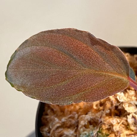 Homalomena sp. Red "Sabah-6" [R0515-03a]