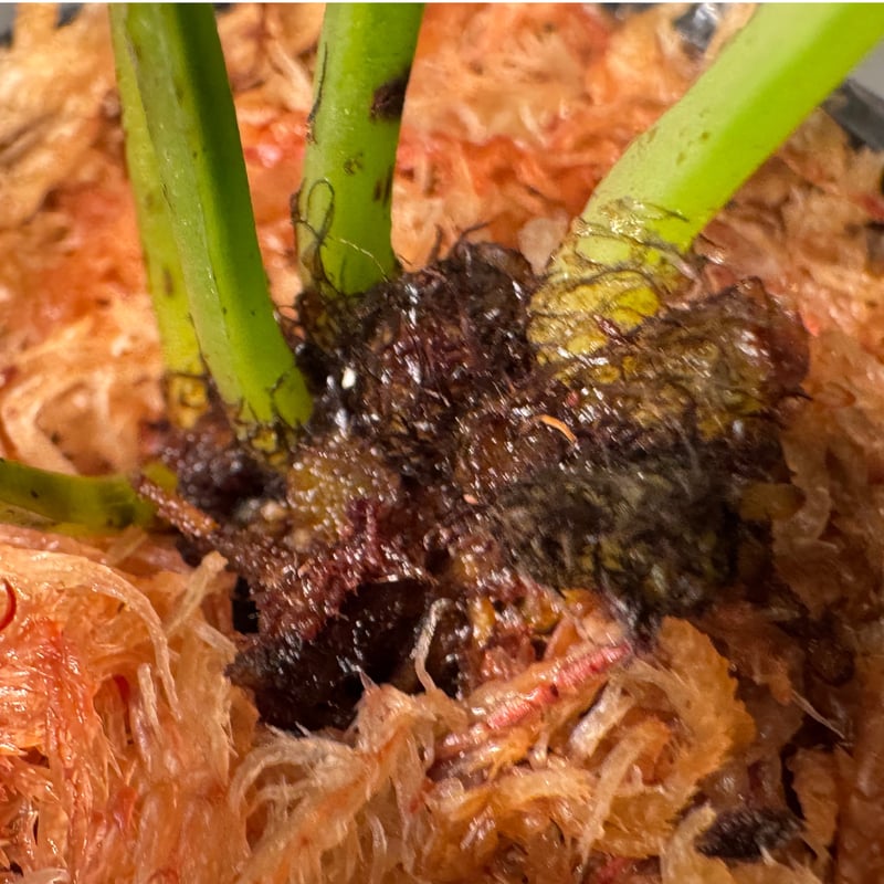 Antrophyum sp. from Aceh sumatera | M・R・G・R