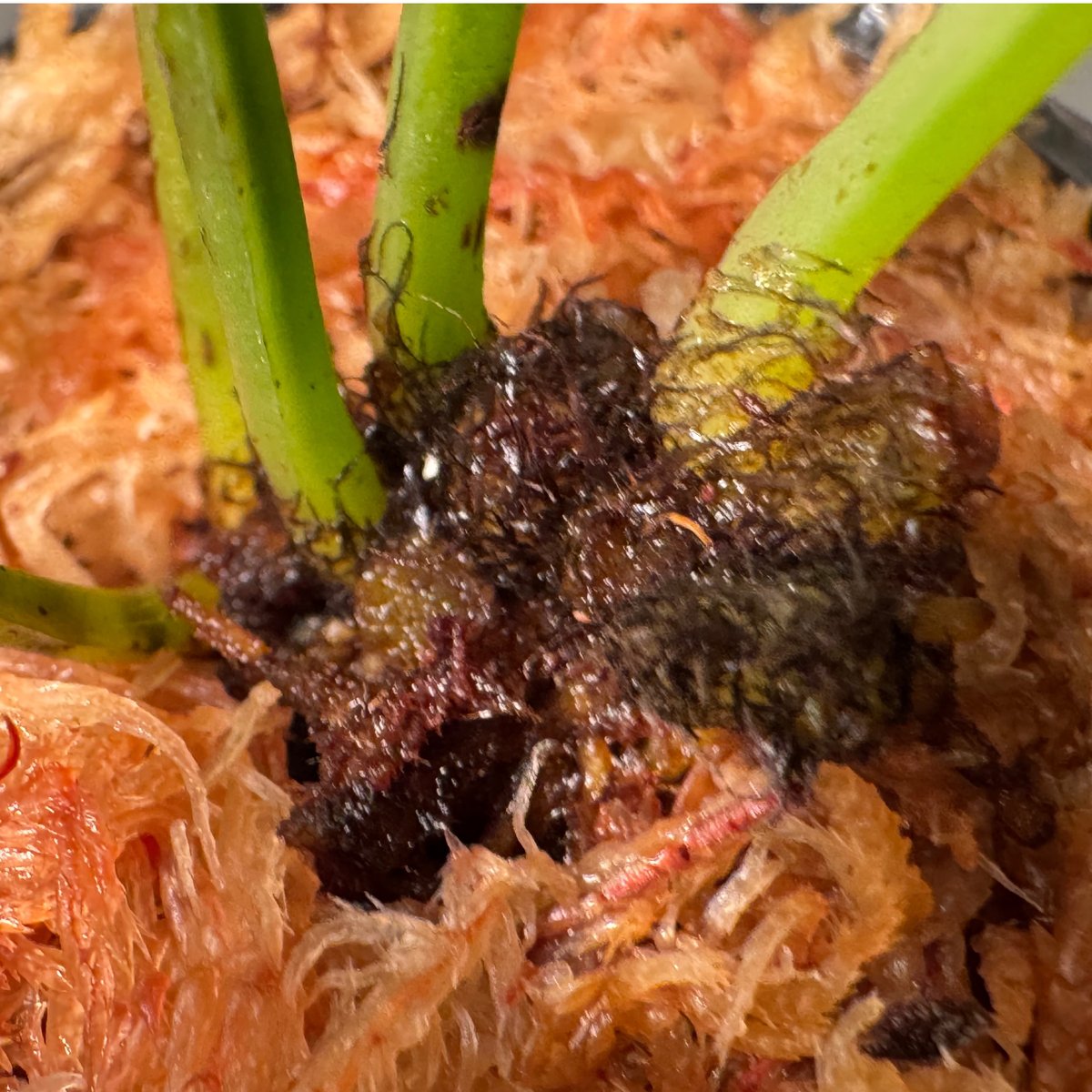 Antrophyum sp. 巨大なタキミシダ Antrophyum sp. from Aceh sumatera