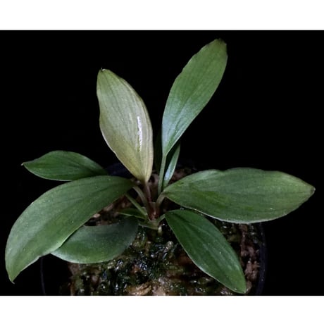 Homalomena cf. hasei from Aceh sumatera [LA1118-03]