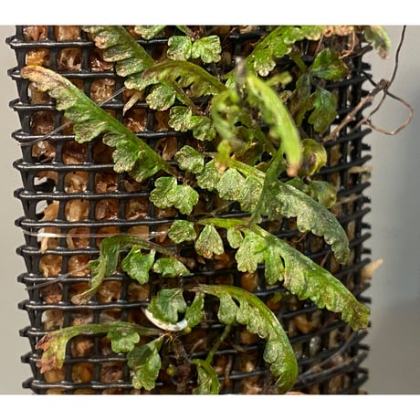 Teratophyllum aculeatum from Nanga pinoh [TB]