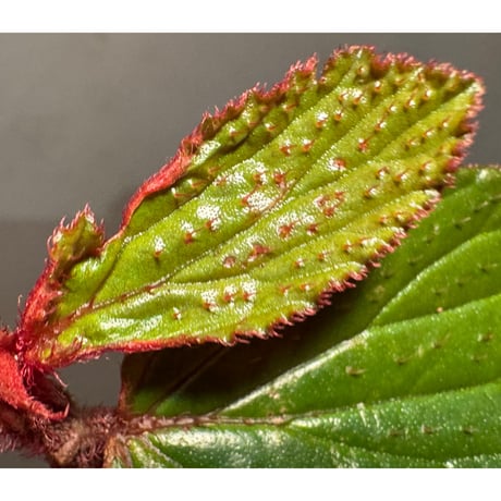 Begonia sp. from Kapuas hulu