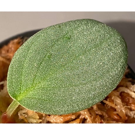 Homalomena sp. "月輪" from Sumatera Utara [LA0318-01]