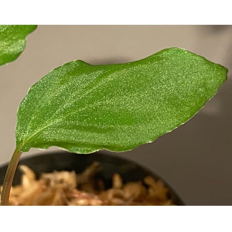 Homalomena sp. from Mt. Besar [LA0219-02]