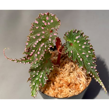 Begonia gracilicyma from Sumatra Barat [TB]