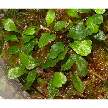 Microgramma heterophylla