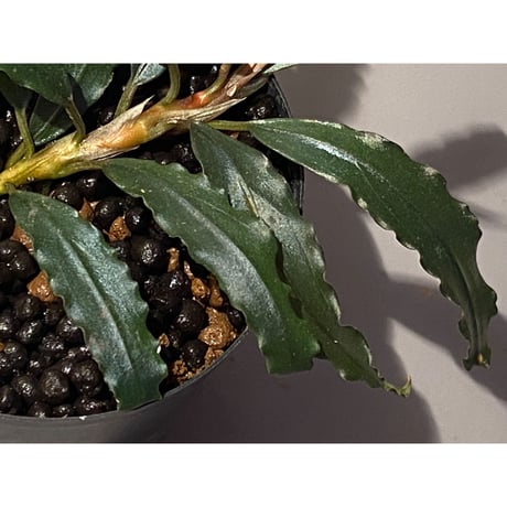 Bucephalandra sp. "Black Sword Kadri"