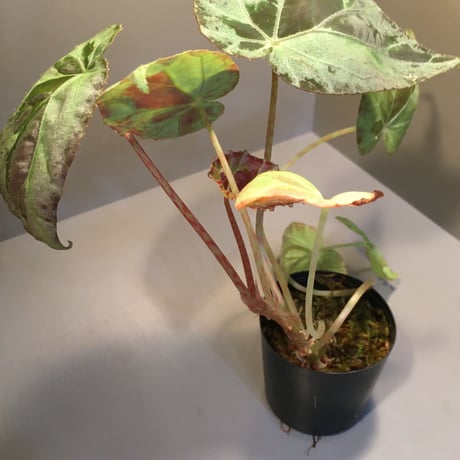 Begonia burkilli from Republic of India
