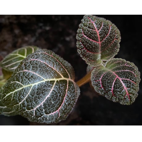 Pearcea hypocyrtiflora from South America
