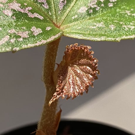 Begonia sp. from "Kayu lapis" Kalimantan barat [TB]