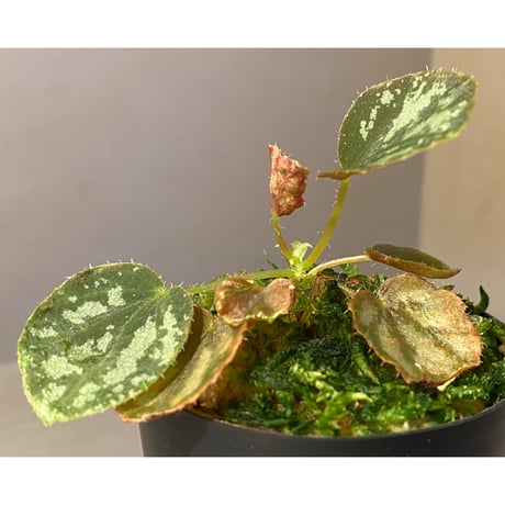 Begonia luzonensis
