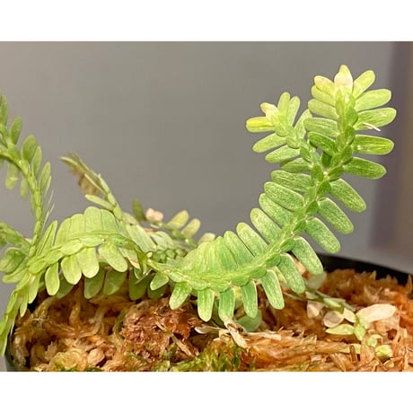 Selaginella sp. バリエガータ from "Nanga pinoh" [TB]