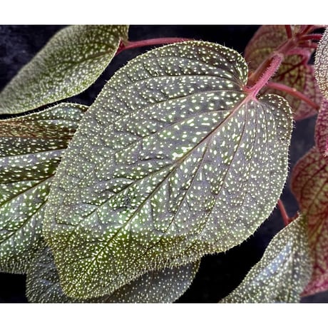 Sonerila sp. from Phitsanulok