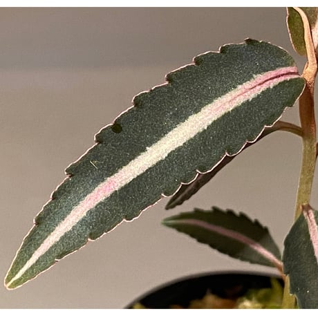 Labisia sp. from Kapuas hulu Kalimantan barat