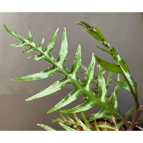 Labisia sp. from Central Papua