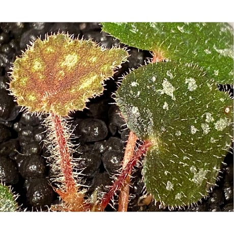Begonia sp. from Cao Bang [YH050519] TK