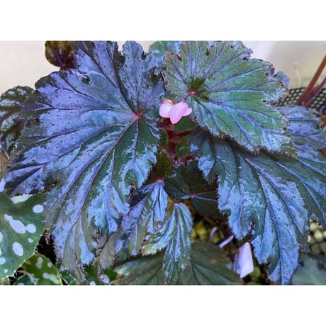 Begonia Hyb. (Halmahera × Aceh)
